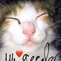 Sarman, Kedi  Mia fotoğrafı