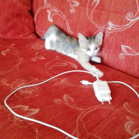 Sarman, Kedi  Mia fotoğrafı