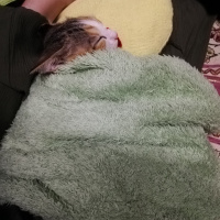 Sarman, Kedi  Mia fotoğrafı