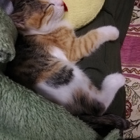 Sarman, Kedi  Mia fotoğrafı