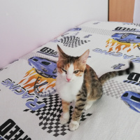 Sarman, Kedi  Mia fotoğrafı