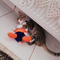 Sarman, Kedi  Mia fotoğrafı