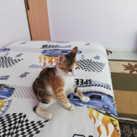 Sarman, Kedi  Mia fotoğrafı