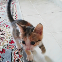 Sarman, Kedi  Mia fotoğrafı