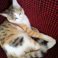 Sarman, Kedi  Mia fotoğrafı