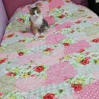 Sarman, Kedi  Mia fotoğrafı