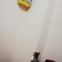 Sarman, Kedi  Mia fotoğrafı