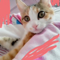 Sarman, Kedi  Mia fotoğrafı