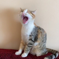 Sarman, Kedi  Mia fotoğrafı