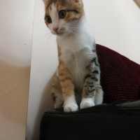 Sarman, Kedi  Mia fotoğrafı