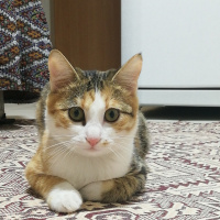 Sarman, Kedi  Mia fotoğrafı