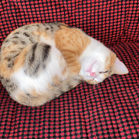 Sarman, Kedi  Mia fotoğrafı