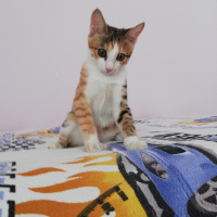 Sarman, Kedi  Mia fotoğrafı