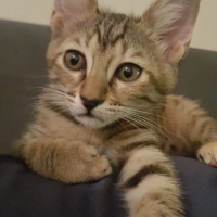 Tekir Kedi, Kedi  çiko fotoğrafı