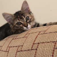 Tekir Kedi, Kedi  çiko fotoğrafı