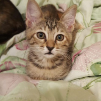Tekir Kedi, Kedi  çiko fotoğrafı