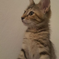 Tekir Kedi, Kedi  çiko fotoğrafı