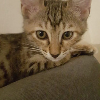 Tekir Kedi, Kedi  çiko fotoğrafı