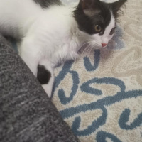 Tuxedo (Smokin) Kedi, Kedi  badem fotoğrafı