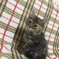 Tekir Kedi, Kedi  tekir fotoğrafı