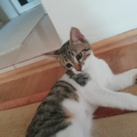 Tekir Kedi, Kedi  Sebastian fotoğrafı