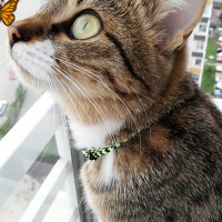 Tekir Kedi, Kedi  Müezza fotoğrafı