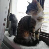 Tekir Kedi, Kedi  Müezza fotoğrafı