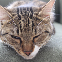 Tekir Kedi, Kedi  Müezza fotoğrafı