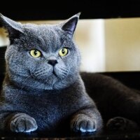 British Shorthair, Kedi  Wallace fotoğrafı