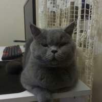 British Shorthair, Kedi  Wallace fotoğrafı