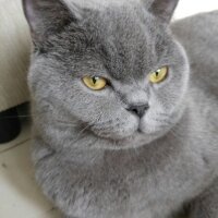 British Shorthair, Kedi  Wallace fotoğrafı