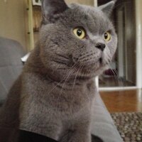 British Shorthair, Kedi  Wallace fotoğrafı