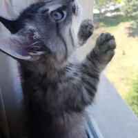 Maine Coon, Kedi  Zeytin fotoğrafı