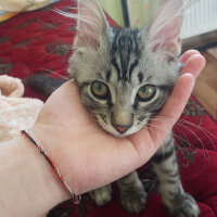 Maine Coon, Kedi  Zeytin fotoğrafı