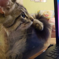 Maine Coon, Kedi  Zeytin fotoğrafı