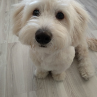 Maltese, Köpek  Albay fotoğrafı