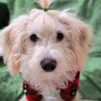 Maltese, Köpek  Albay fotoğrafı