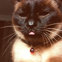 Siyam Kedisi, Kedi  Naz fotoğrafı