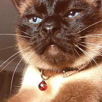 Siyam Kedisi, Kedi  Naz fotoğrafı