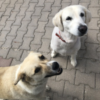 Golden Retriever, Köpek  Badem & tarçın fotoğrafı