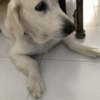 Golden Retriever, Köpek  Badem & tarçın fotoğrafı