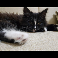 Tuxedo (Smokin) Kedi, Kedi  Şans fotoğrafı