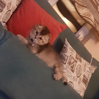 Scottish Fold, Kedi  arya fotoğrafı