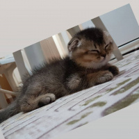 Scottish Fold, Kedi  arya fotoğrafı