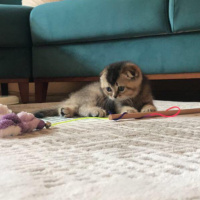 Scottish Fold, Kedi  arya fotoğrafı