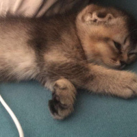 Scottish Fold, Kedi  arya fotoğrafı