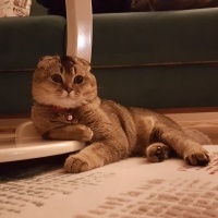 Scottish Fold, Kedi  arya fotoğrafı
