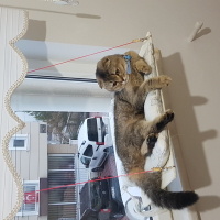 Scottish Fold, Kedi  arya fotoğrafı