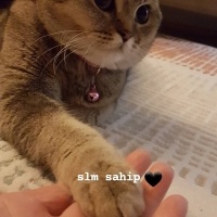 Scottish Fold, Kedi  arya fotoğrafı