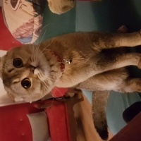 Scottish Fold, Kedi  arya fotoğrafı